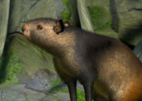 User blog:Superjakob/Animal List from Zoo Tycoon 3