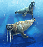 Pacific Walrus.png