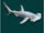 Scalloped Hammerhead