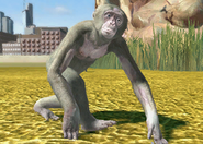 Animalindividualsalbinobonobochimpanzee-male2