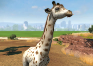 Animalindividualswhitekordofangiraffe-female2