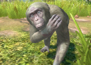 Animalindividualsalbinobonobochimpanzee-female0