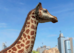 South African Giraffe | Zoo Tycoon Wiki | Fandom South African Giraffe | Zoo Tycoon Wiki | Fandom
