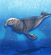 Elephant Seal.png