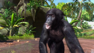 Photos-bonobochimpanzee