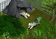 ZT1 White Bengal Tigers