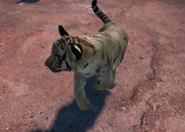 Animalindividualsleucisticbengaltiger-malechild0