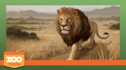 Zoo Tycoon 3: Asiatic Lion 