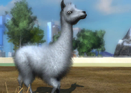 Animalspecies-variant domestic llama