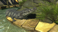 Photos-broadsnouted caiman