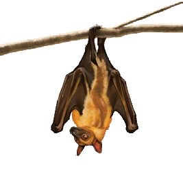 ストローオオコウモリ （Straw-coloured fruit bat）頭骨 Eidolon helvum（ストローオオコウモリ）
