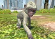 Animalindividualsalbinobonobochimpanzee-malechild1