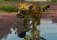 Animalindividualsmexican jaguar-femalechild1