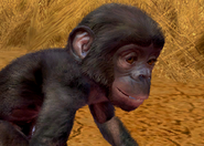 Animalindividualsbonobochimpanzee-malechild0