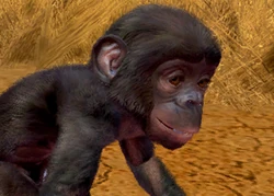 Bonobo | Zoo Tycoon Wiki | Fandom