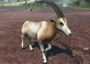 Animalindividualswhiteneckedscimitaroryxantelope-male2