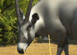 Arabian Oryx (Bonus Download) at Zoo Tycoon 2 Nexus - Mods and community