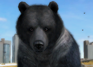 Animalindividualschincillatibetanbluebear-male0