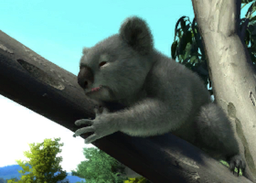 New South Wales Koala | Zoo Tycoon Wiki | Fandom