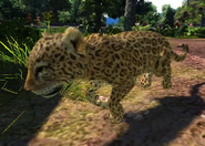 Animalindividualsgoldmans jaguar-malechild1