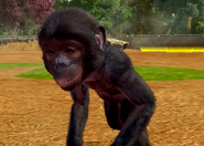 Animalindividualsbonobochimpanzee-malechild1