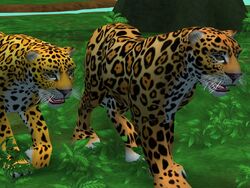 Zoo Tycoon 2 Ultimate Collection Male Animals by ReynaldoOktaviano