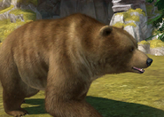 Animalindividualsstripedsyrianbrownbear-male1