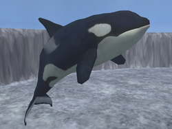 Zoo Tycoon: Marine Mania - Orca Show (Scenario 1) 