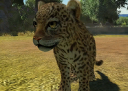 Animalindividualsgoldmans jaguar-femalechild1
