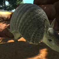 Screaming Hairy Armadillo Zoo Tycoon Wiki Fandom Most of the 20 species inhabit open areas, such as grasslands, but some also live in forests. screaming hairy armadillo zoo tycoon