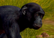 Animalindividualsbonobochimpanzee-male1