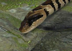 False water cobra  Smithsonian's National Zoo and Conservation Biology  Institute