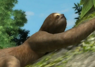 Animalindividualssoutherntwotoed sloth-male2