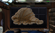 Dimetrodon fossil