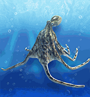 Pacific Octopus.png