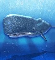 Sperm Whale.png