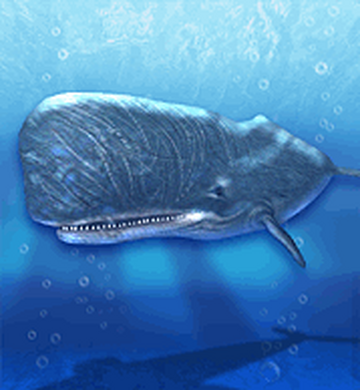 [注目！！]サーフボード Sperm whale サーフボードギャラリー | USED SURF×SURF MARKET