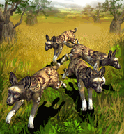 African Wild Dog