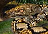 Animalindividualsreticulatedpython-female2