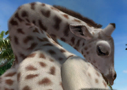 Animalindividualswhitekordofangiraffe-femalechild1