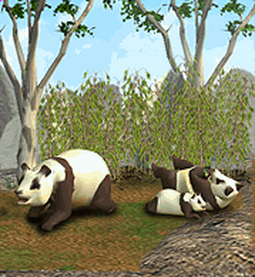 Zoologist PANDA※9000円→6999円　6月28日まで The Only Giant Panda Twins In The U.S. Celebrate Sixth