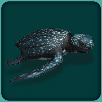 Leatherback Sea Turtle | Zoo Tycoon Wiki | Fandom