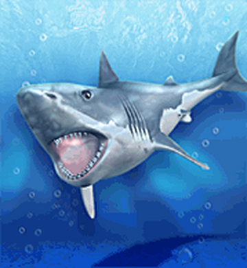 Great White Shark In Captivity