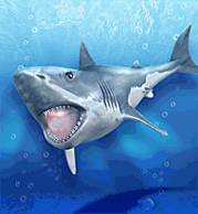 Great White Shark.png
