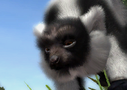 Animalindividualsruffedlemur-female2