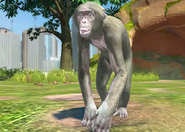 Animalindividualsalbinobonobochimpanzee-female1