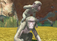 Animalspecies-albinobonobochimpanzee