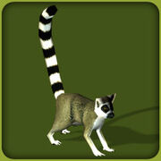 Ring-Tailed Lemur