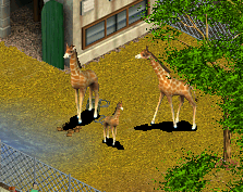 zoo tycoon 2001 breed at random