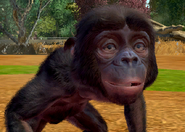 Animalindividualsbonobochimpanzee-malechild2